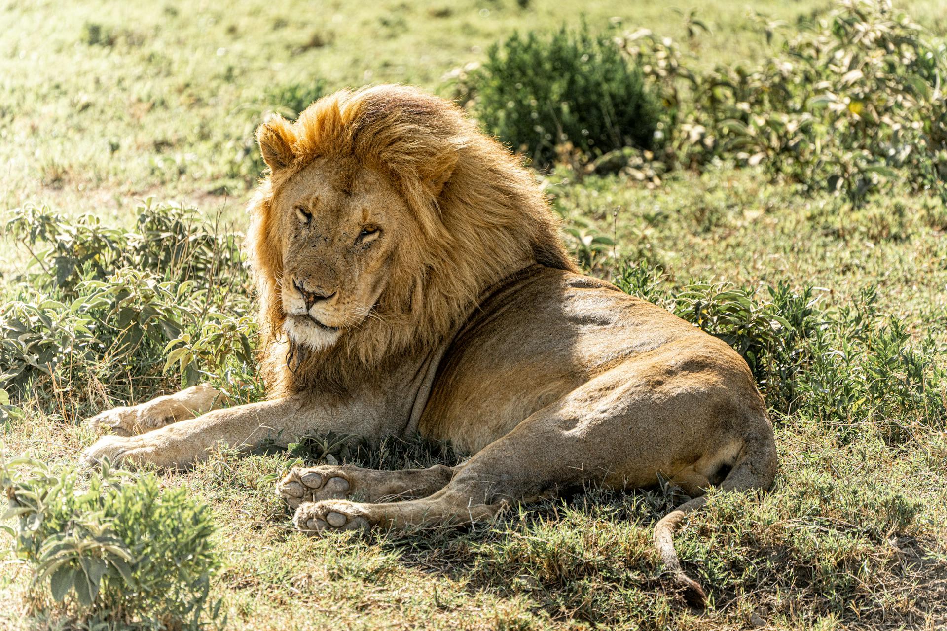 TANZANIA SAFARI & WILDLIFE